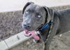 Dozer* photo 1