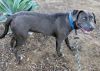Dozer* photo 2