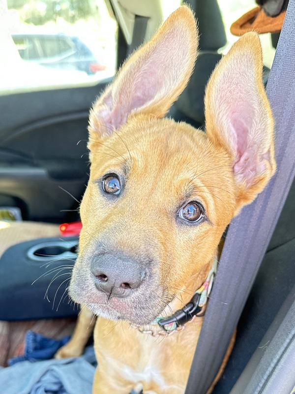 Neela