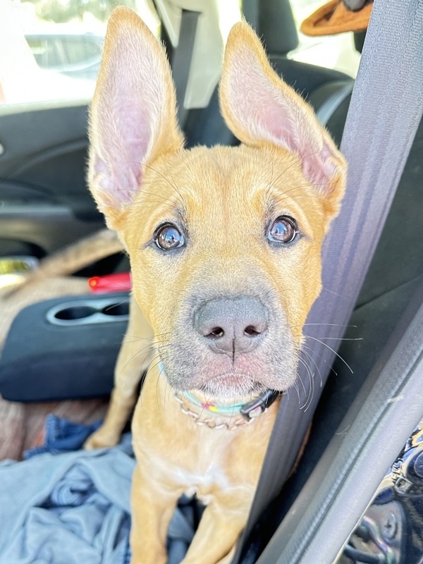 Neela