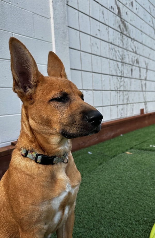 Neela