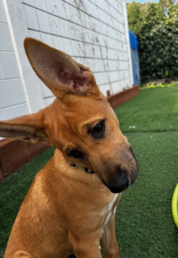 Neela