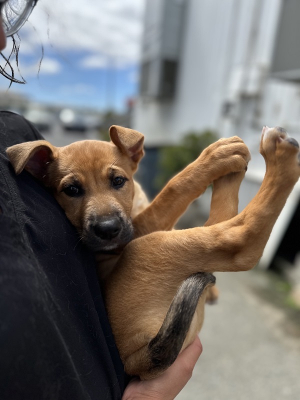 Neela