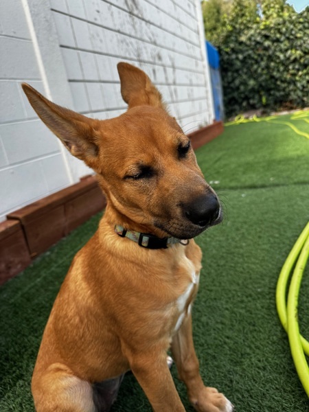 Neela
