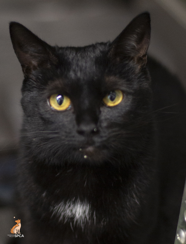 Midnight/ Cayenne