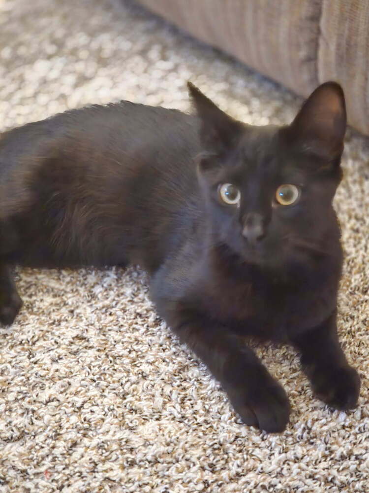 Penelope, an adoptable Domestic Short Hair in Boone, CO, 81025 | Photo Image 1