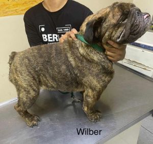 Wilber, Adult Male unknown