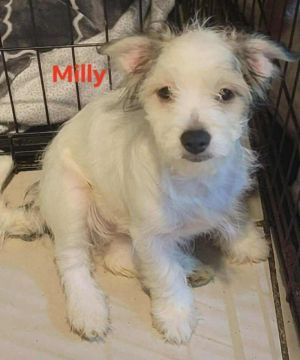 Milly, Baby Female unknown