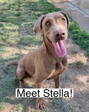 Stella, Adult Female unknown