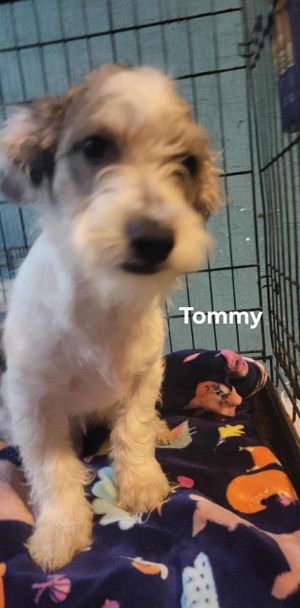 Tommy, Baby Male unknown