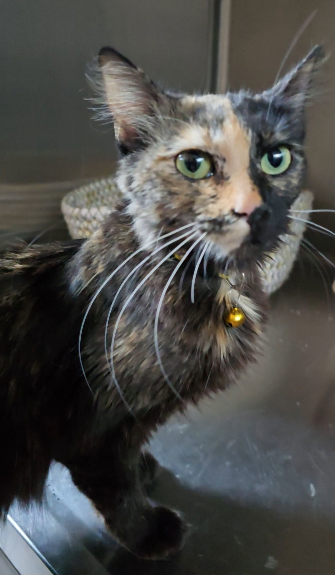 Calypso