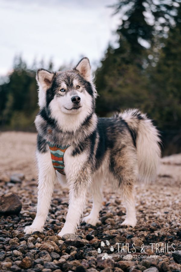 Nanuk photo 1