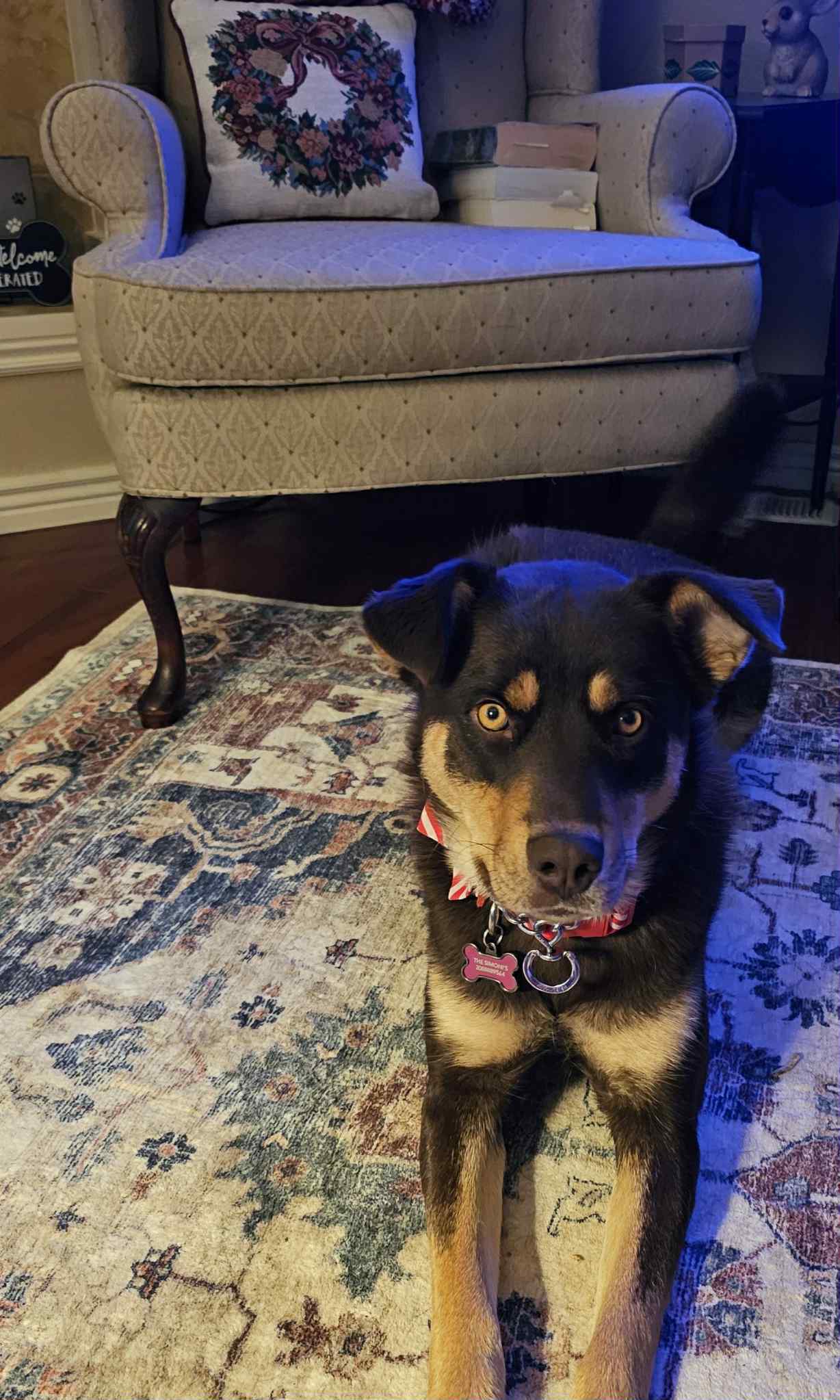 Astrid, an adoptable Australian Kelpie, Husky in Jerome, ID, 83338 | Photo Image 1