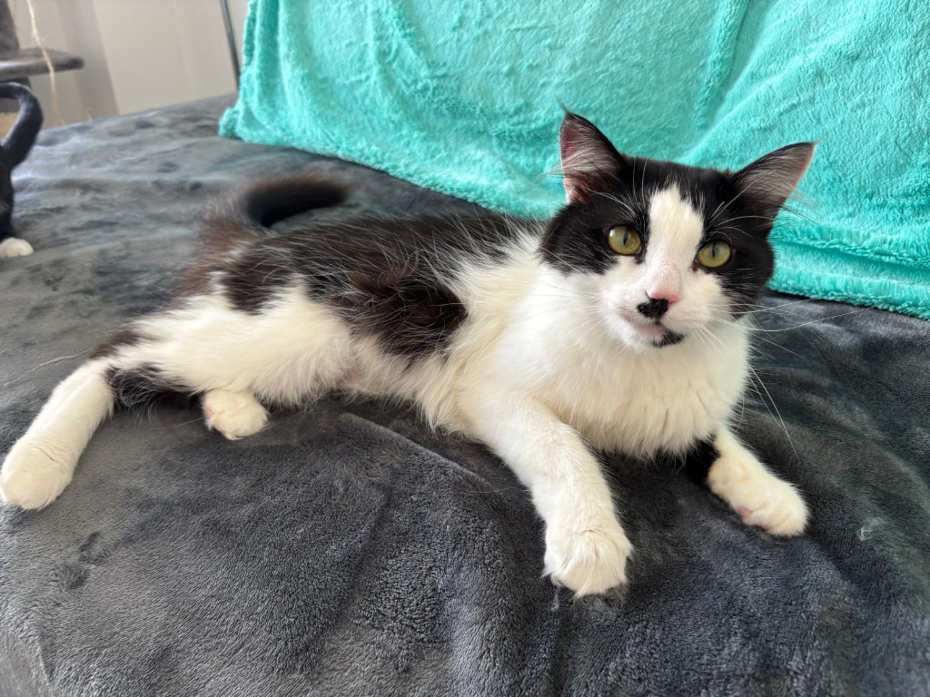 Libby, an adoptable Domestic Long Hair in Calgary, AB, T3S 0C5 | Photo Image 1