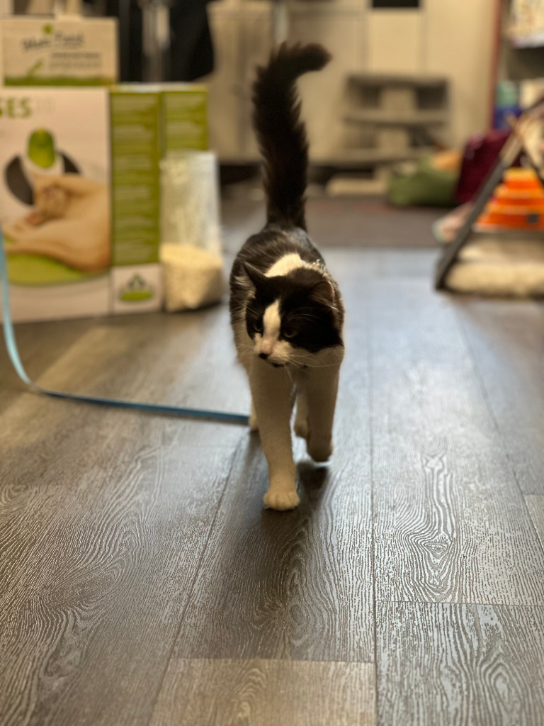 Libby, an adoptable Domestic Long Hair in Calgary, AB, T3S 0C5 | Photo Image 3