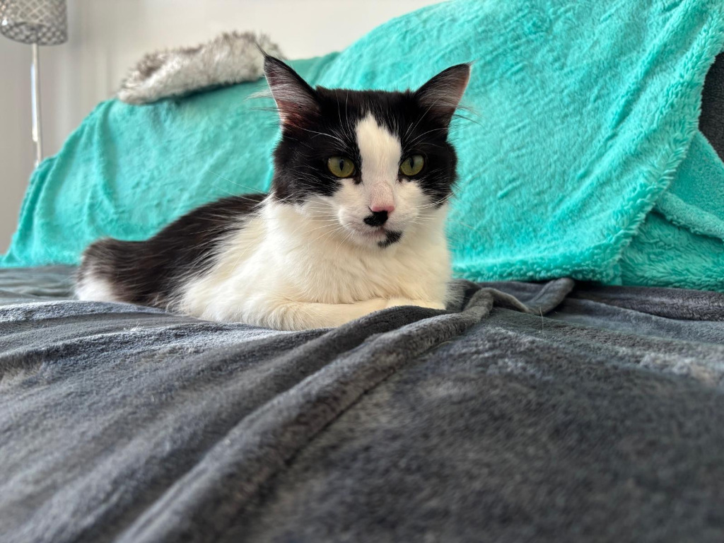 Libby, an adoptable Domestic Long Hair in Calgary, AB, T3S 0C5 | Photo Image 4