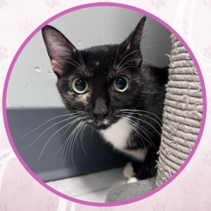 Chevelle, Young Female unknown