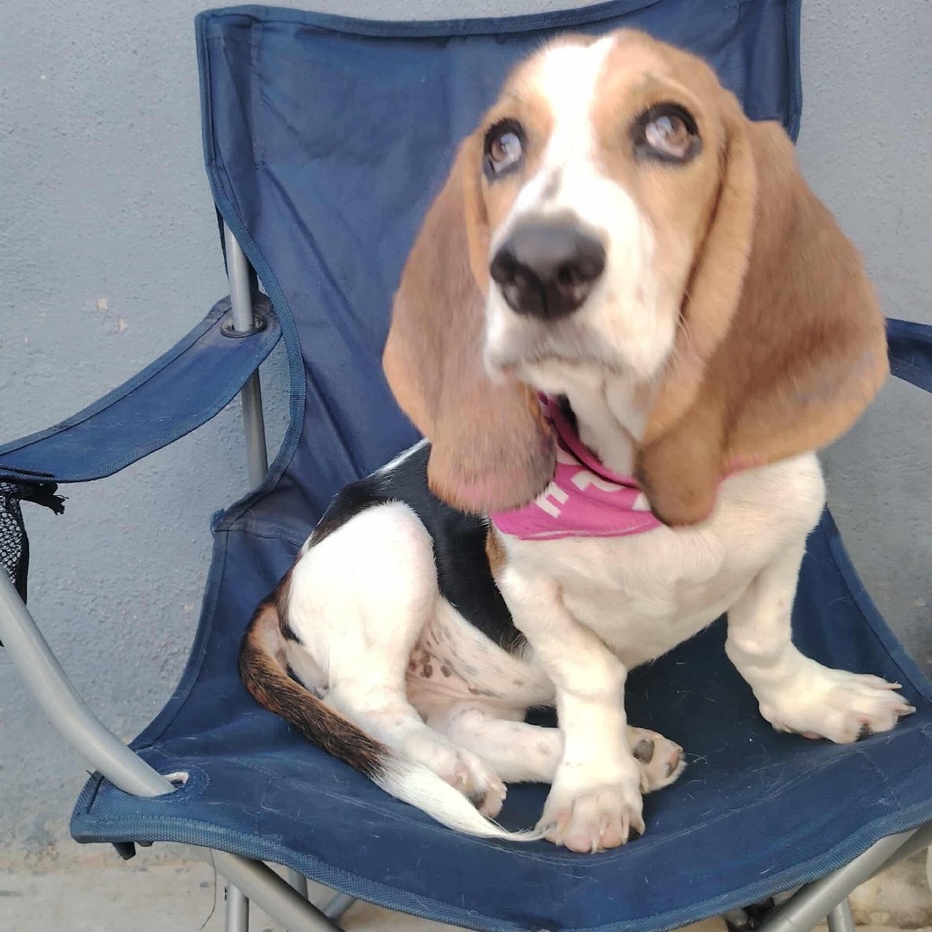 Lola