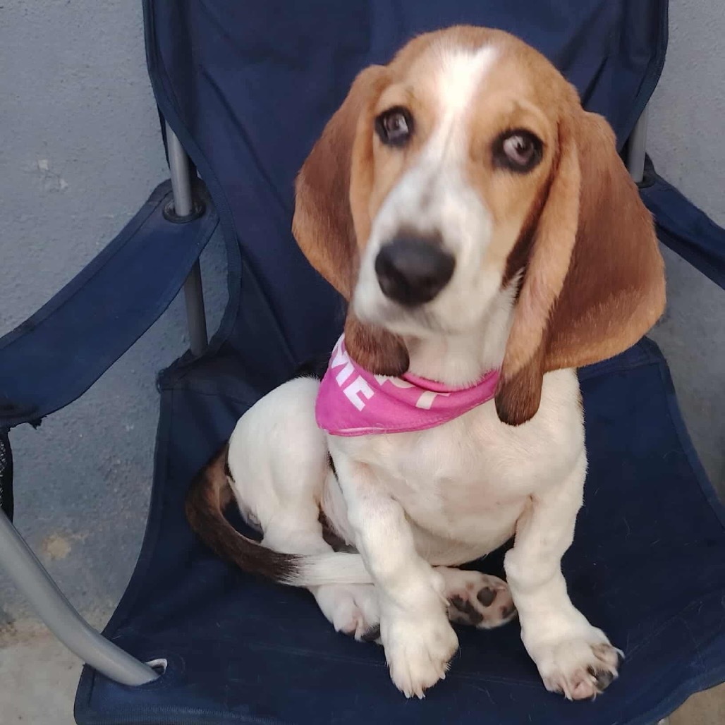 Lola