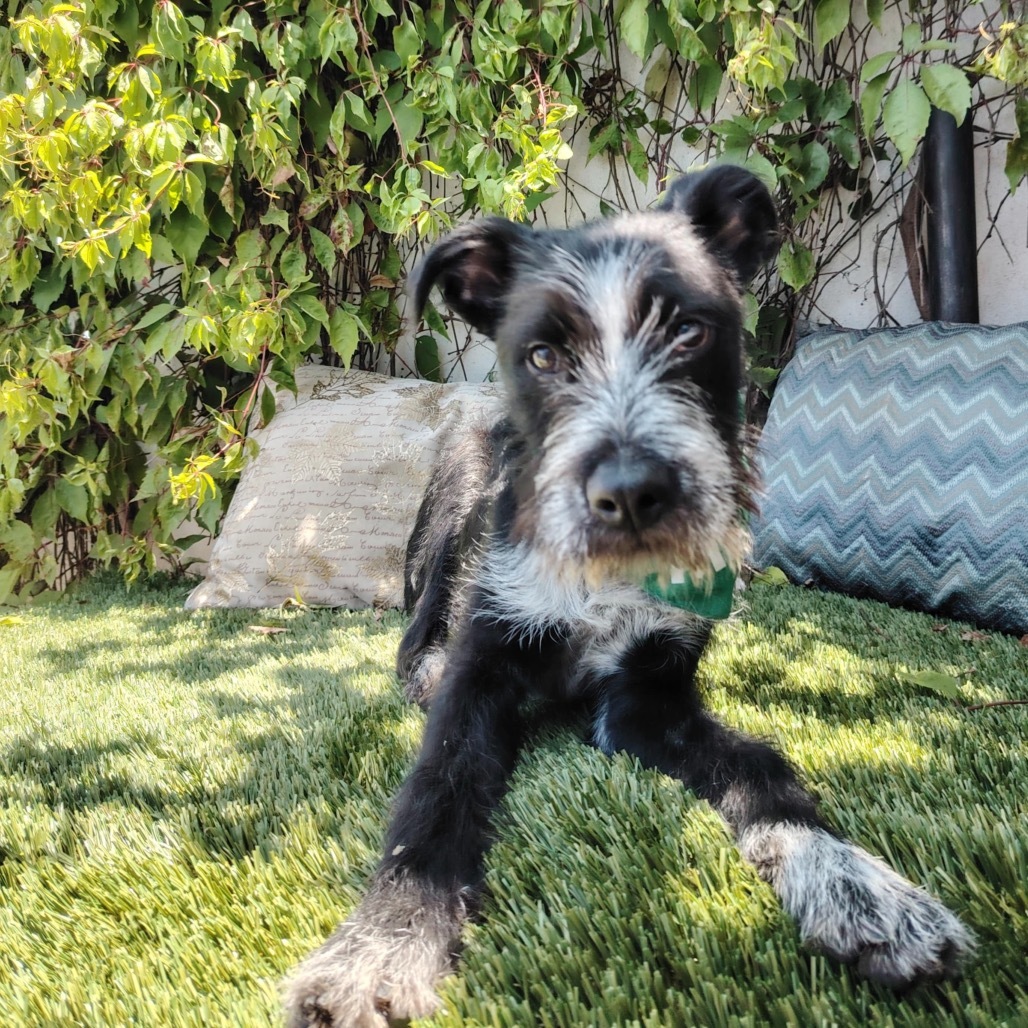 Elliot