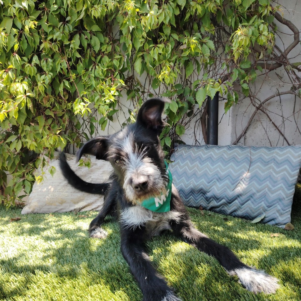 Elliot