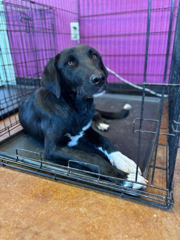 Presley, an adoptable Labrador Retriever, Mixed Breed in Page, AZ, 86040 | Photo Image 2