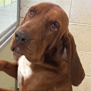 Redford, Adult Male unknown