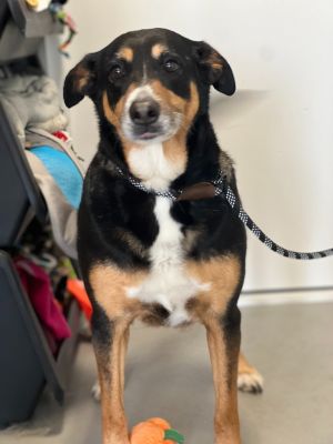 Dory, Senior Female unknown