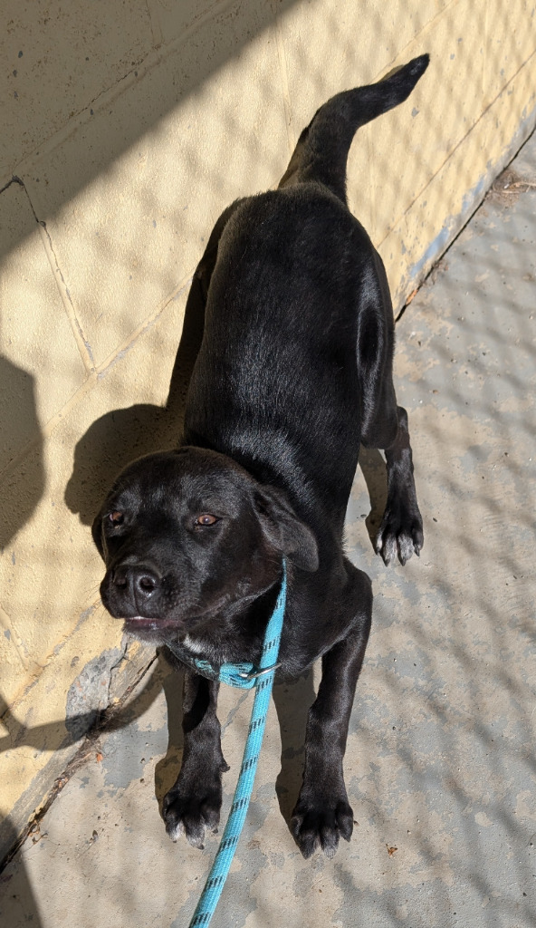 Doki, an adoptable Mixed Breed in Havre, MT, 59501 | Photo Image 1