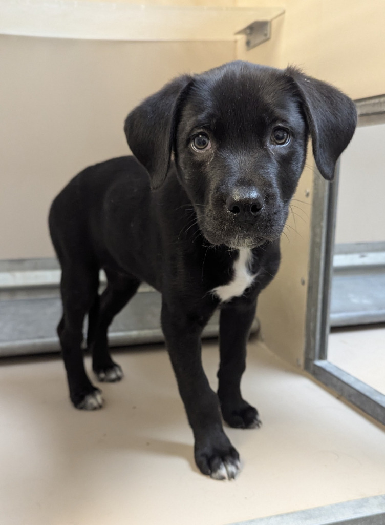 Doki, an adoptable Mixed Breed in Havre, MT, 59501 | Photo Image 2