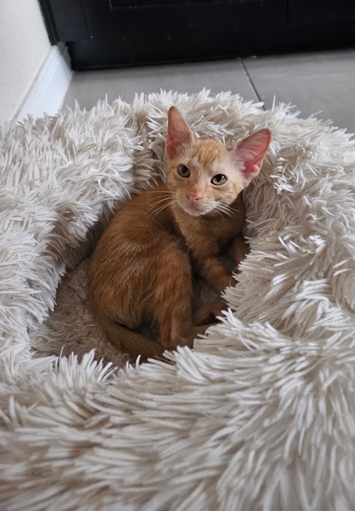 Amber