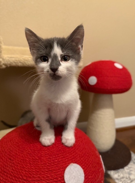 Runt