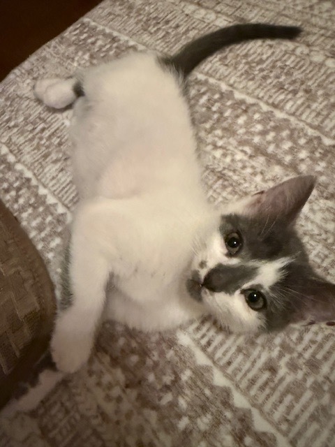 Runt