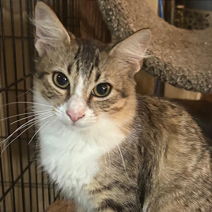 Julien, an adoptable Domestic Short Hair in Rio Grande, PR, 00745 | Photo Image 1