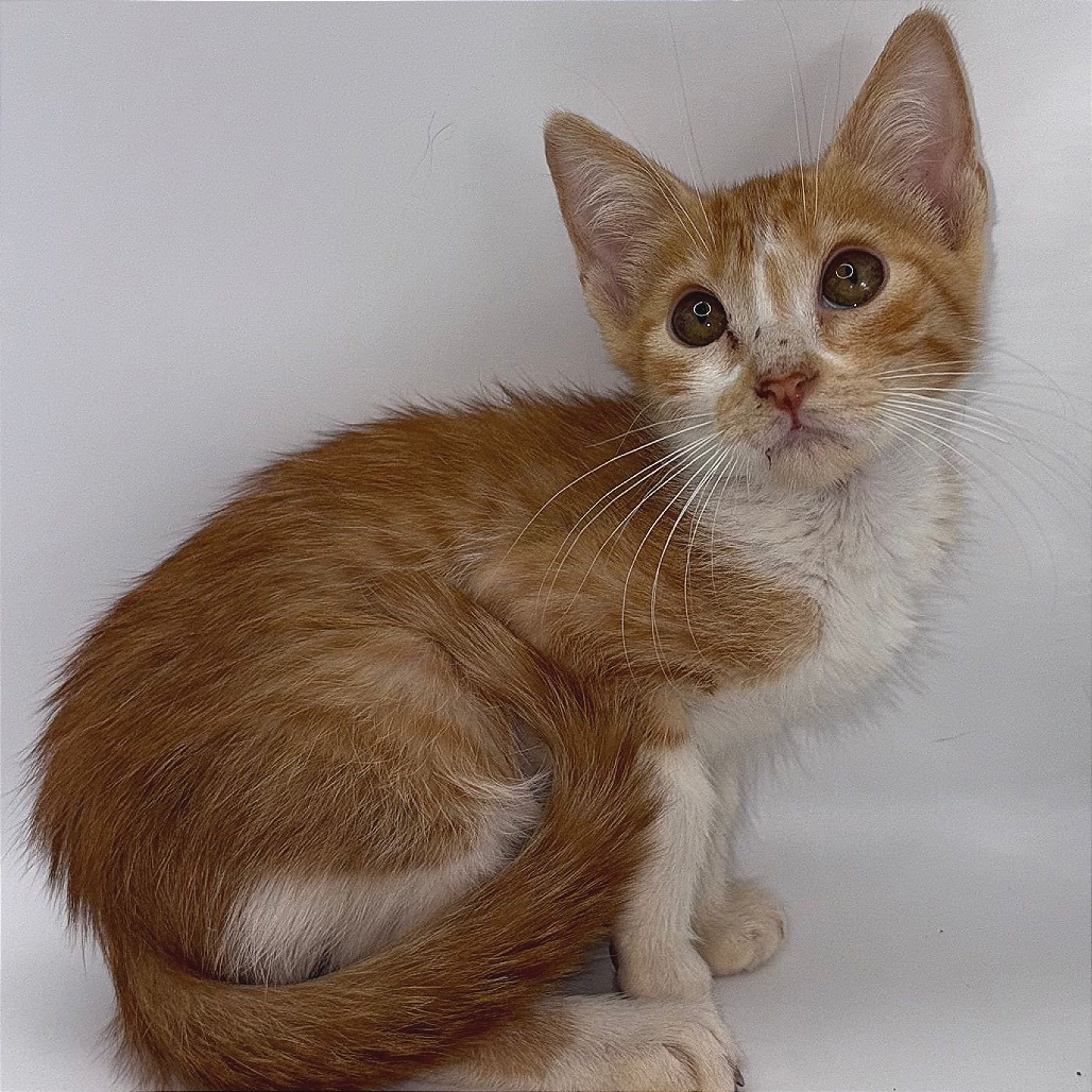 Julien, an adoptable Domestic Short Hair in Rio Grande, PR, 00745 | Photo Image 2