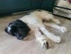 Jack photo 3
