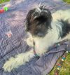 Jack photo 4