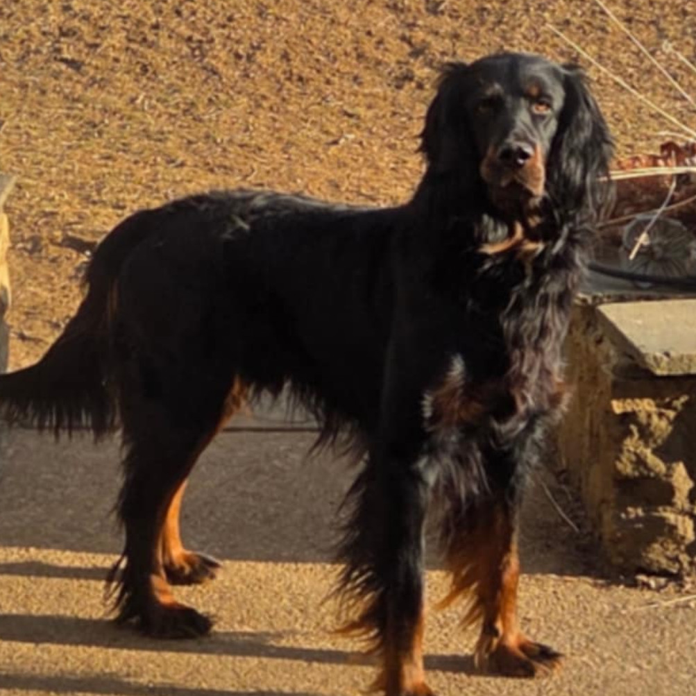 Gus
