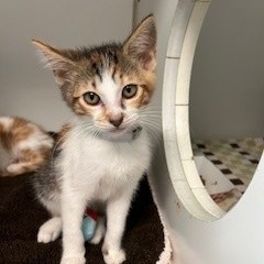 Asuka, Baby Female unknown