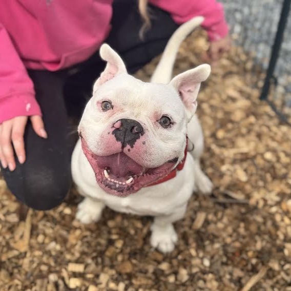 Olaf*my adoption is pending*