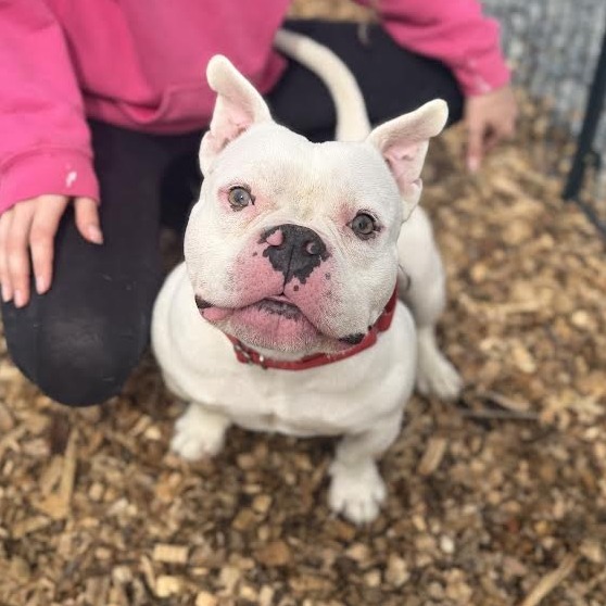 Olaf*my adoption is pending*