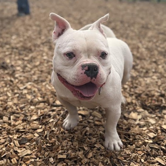 Olaf*my adoption is pending*