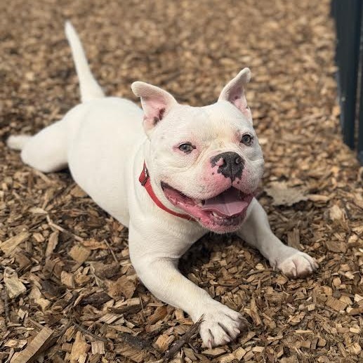 Olaf*my adoption is pending*