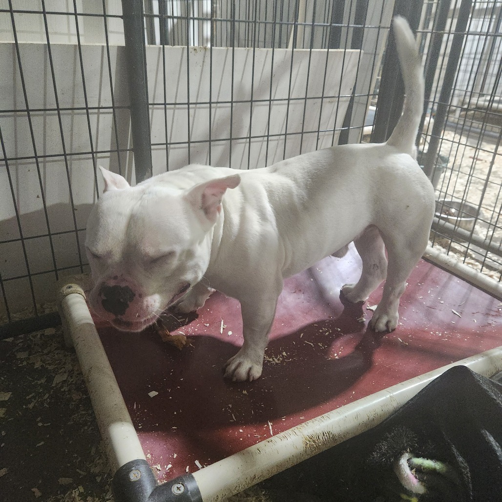 Olaf*my adoption is pending*