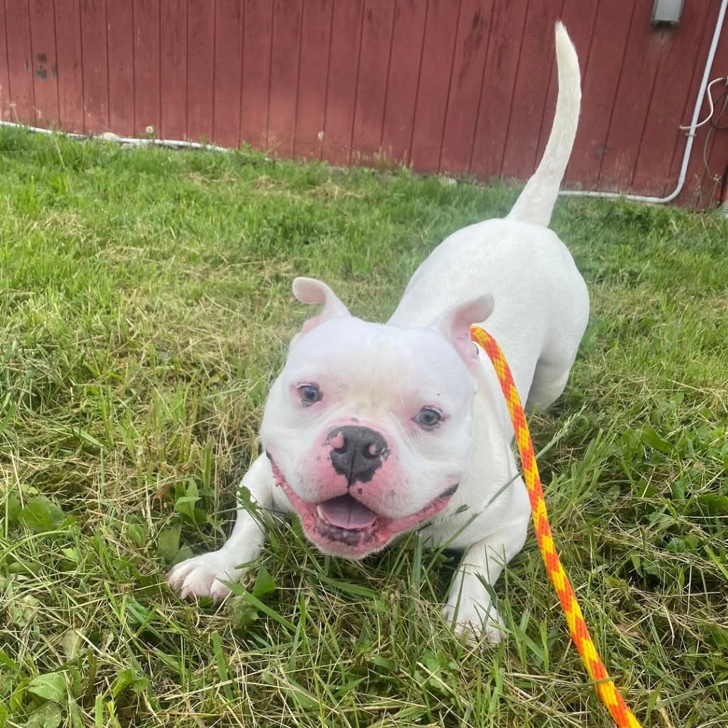 Olaf*my adoption is pending*