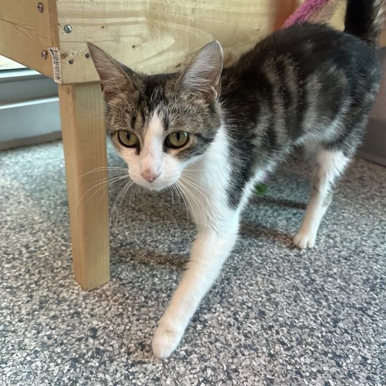 Opal (Ithaca PetSmart)