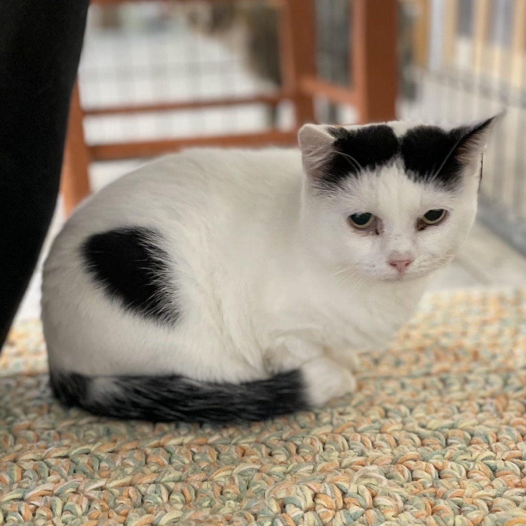 Mochi