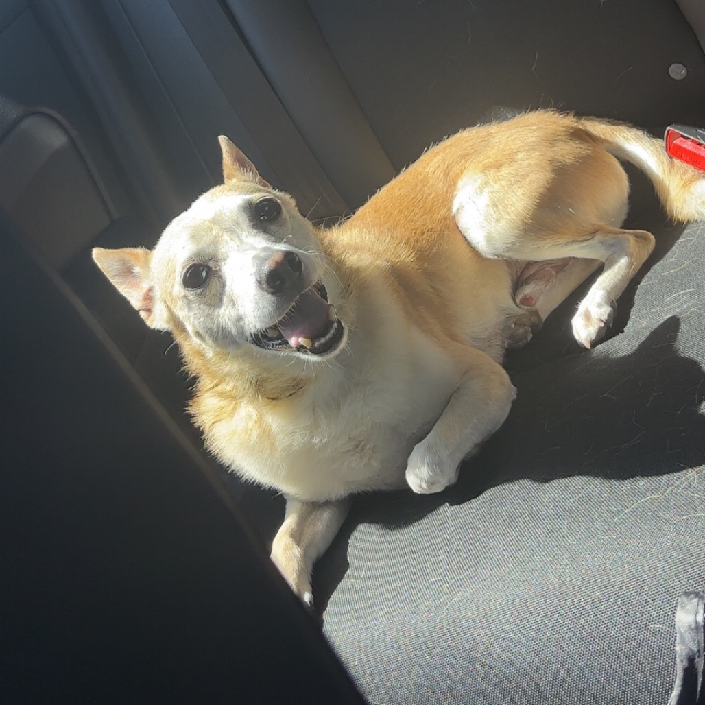 Sammy