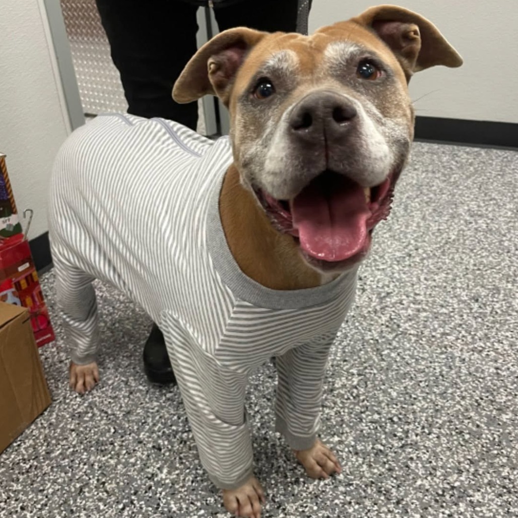 Rose, an adoptable Pit Bull Terrier in Wadena, MN, 56482 | Photo Image 1