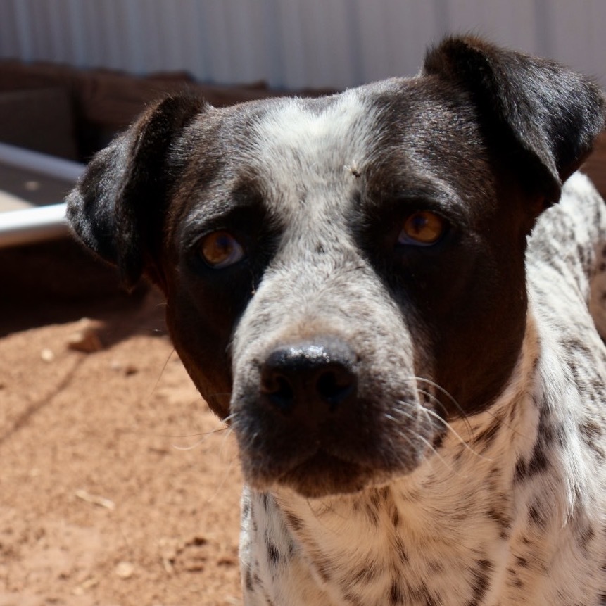 Faye, an adoptable Mixed Breed in Moab, UT, 84532 | Photo Image 2